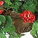 Nearly Natural 6609-RD 24in. Geranium Hanging Basket Silk Plant,Red,10.25