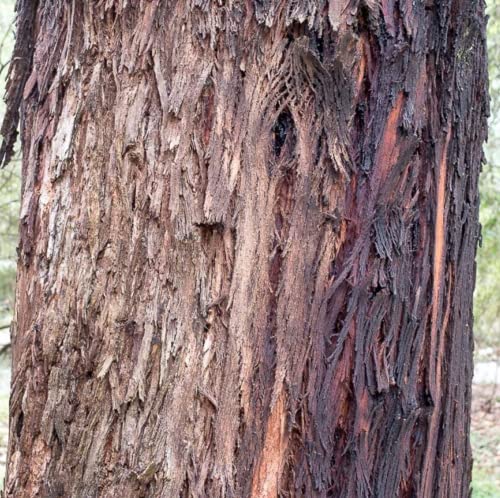 Chuxay Garden 20 Seeds Eucalyptus Nicholii,Narrow-Leaved Peppermint,Willow-Leaved Peppermint Evergreen Tree Highly Fragrant Refreshing Plant #TOP2