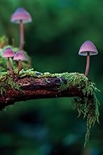 Mushroom Notebook: Fungi Fascination
