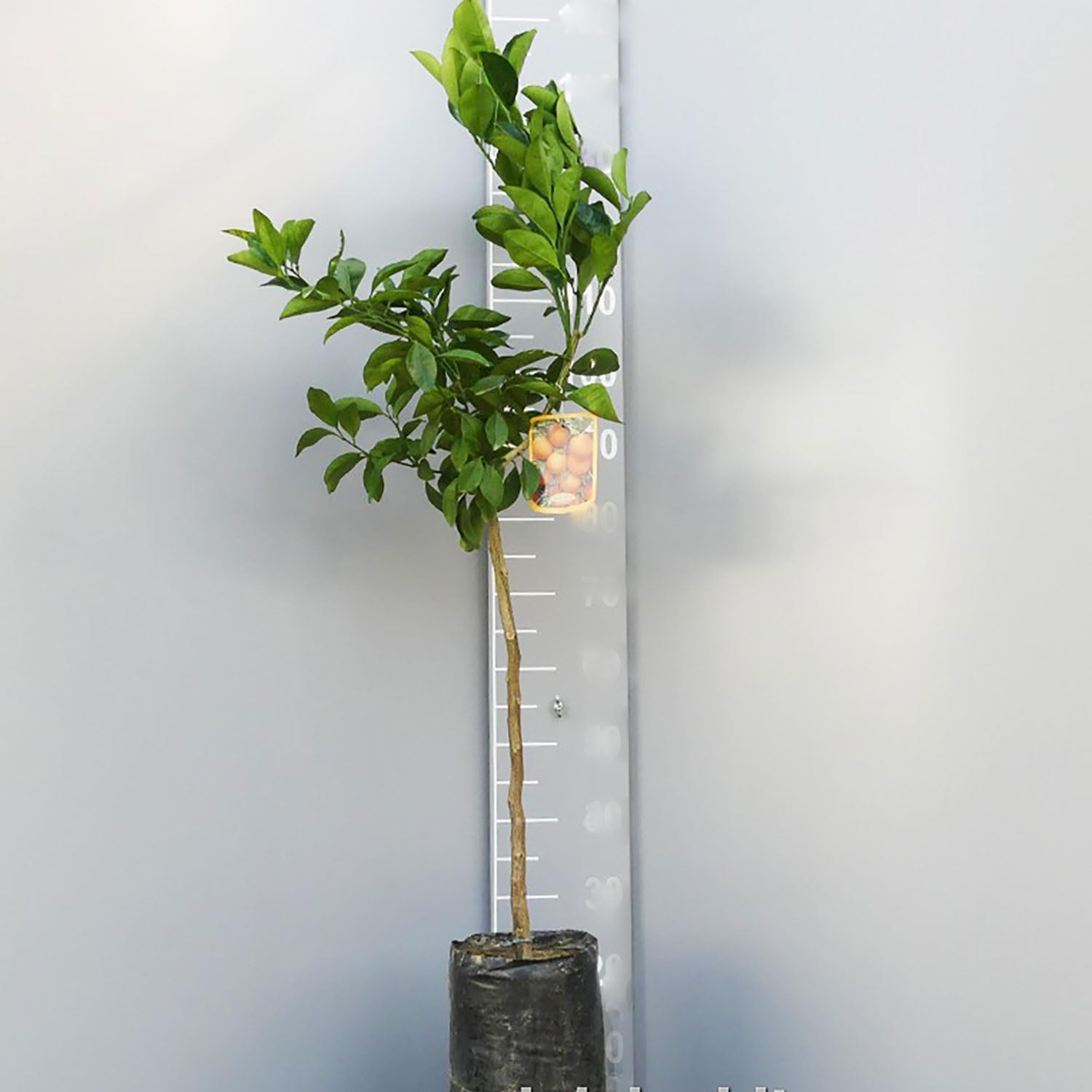 SAVINI VIVAI Pianta di Arancio Albero di Agrumi Arancio Vaniglia in Fitocella Altezza 100-120 cm di 1 Anno di innesto Made Italy