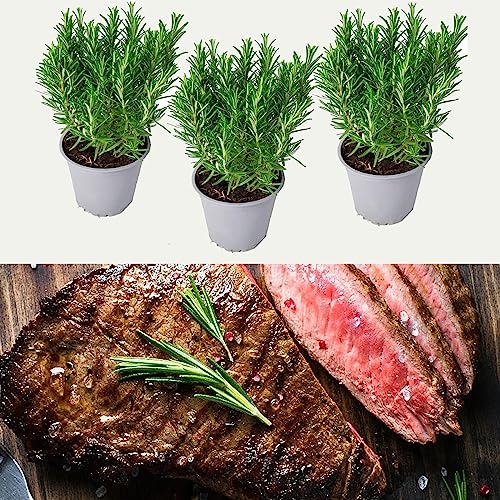 3 x Barbeque Rosemary Plants in 9cm Pots - Fresh BBQ Rosemary Plants - Rosmarinus Officinalis Fresh Herbs to Flavour Your BBQ (Environment Friendly Packaging)