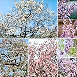 Bueno para el medio ambiente: estos impresionantes árboles son excelentes para producir oxígeno y filtrar el aire.
