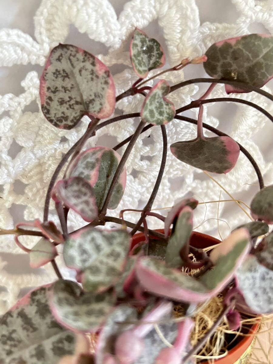 ハートカズラ　6.7.8 ハートカズラ 6.7.8