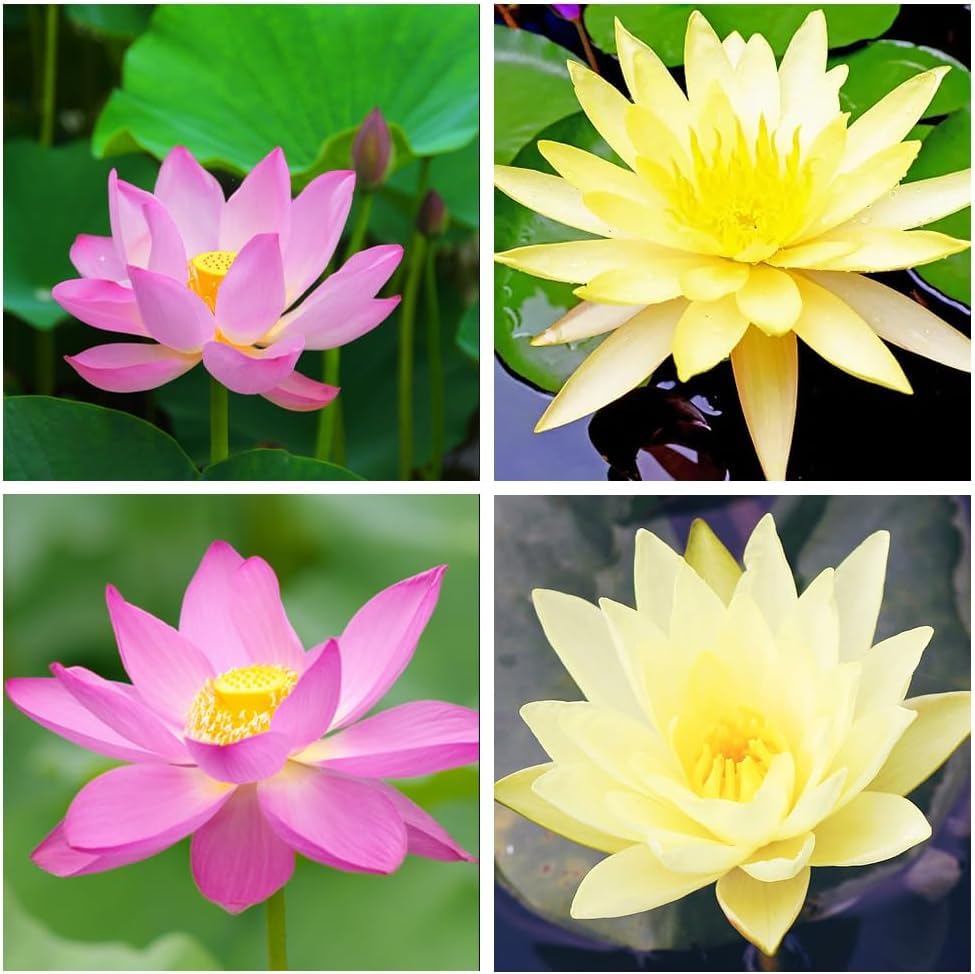 33PCS Mixed Lotus Seeds for Planting Mix Water Lily Flower Non-GMO Heirloom Garden Home for Planting (Mix Color Pink Yellow)
