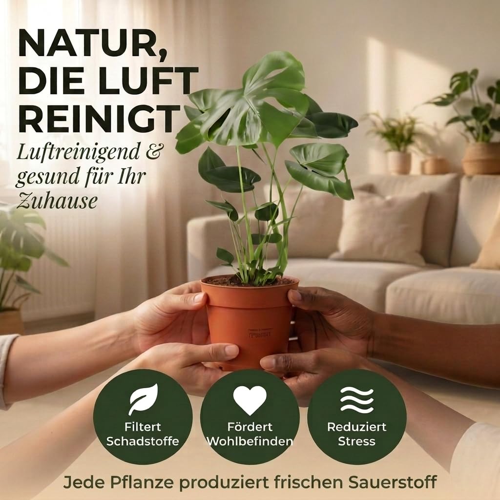 Lot de 3 purificateurs d'air Monstera, Spathiphyllum, Dracaena Ø 40-70 cm