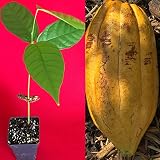 New and Healthy Theobroma Cacao Cocoa Chocolate Fruit Tree - TRINITARIO - Potted Plant Yellow Large