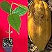 New and Healthy Theobroma Cacao Cocoa Chocolate Fruit Tree - TRINITARIO - Potted Plant Yellow Large