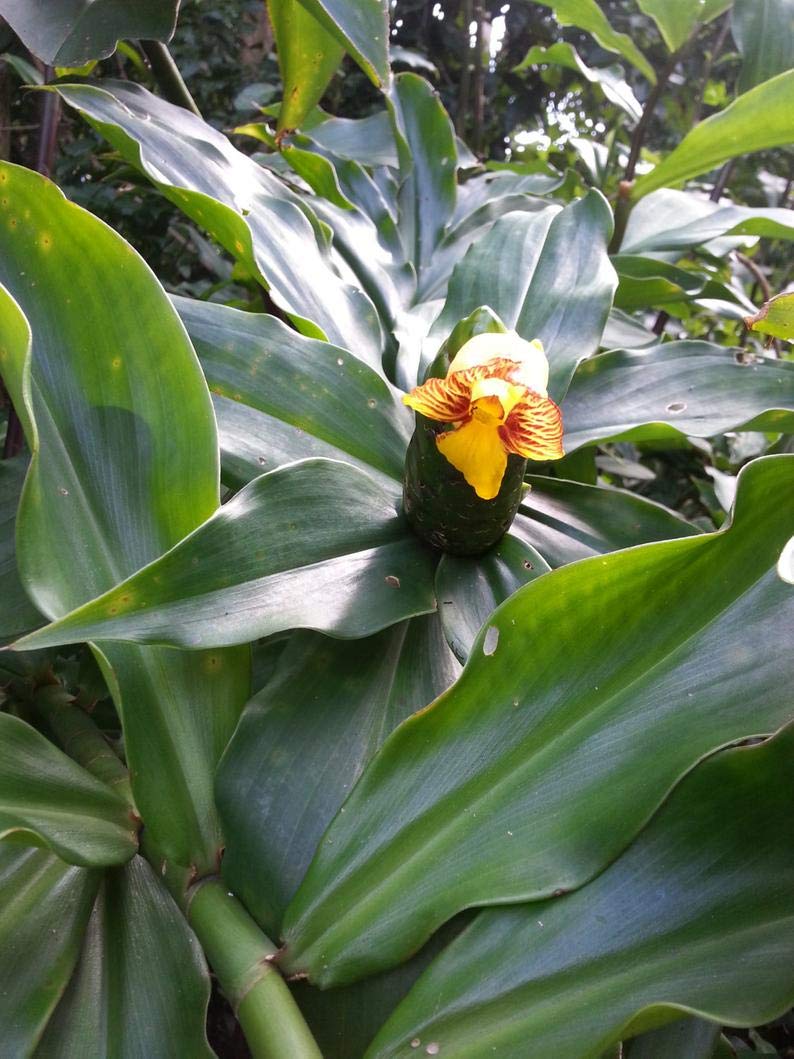 Aiden Gardens Rare Medicinal Ayurvedic Insulin Plant Rhizome Costus igneus 5 Rhizomes (B07Y76H935) Amazon Price History, Amazon Price Tracker