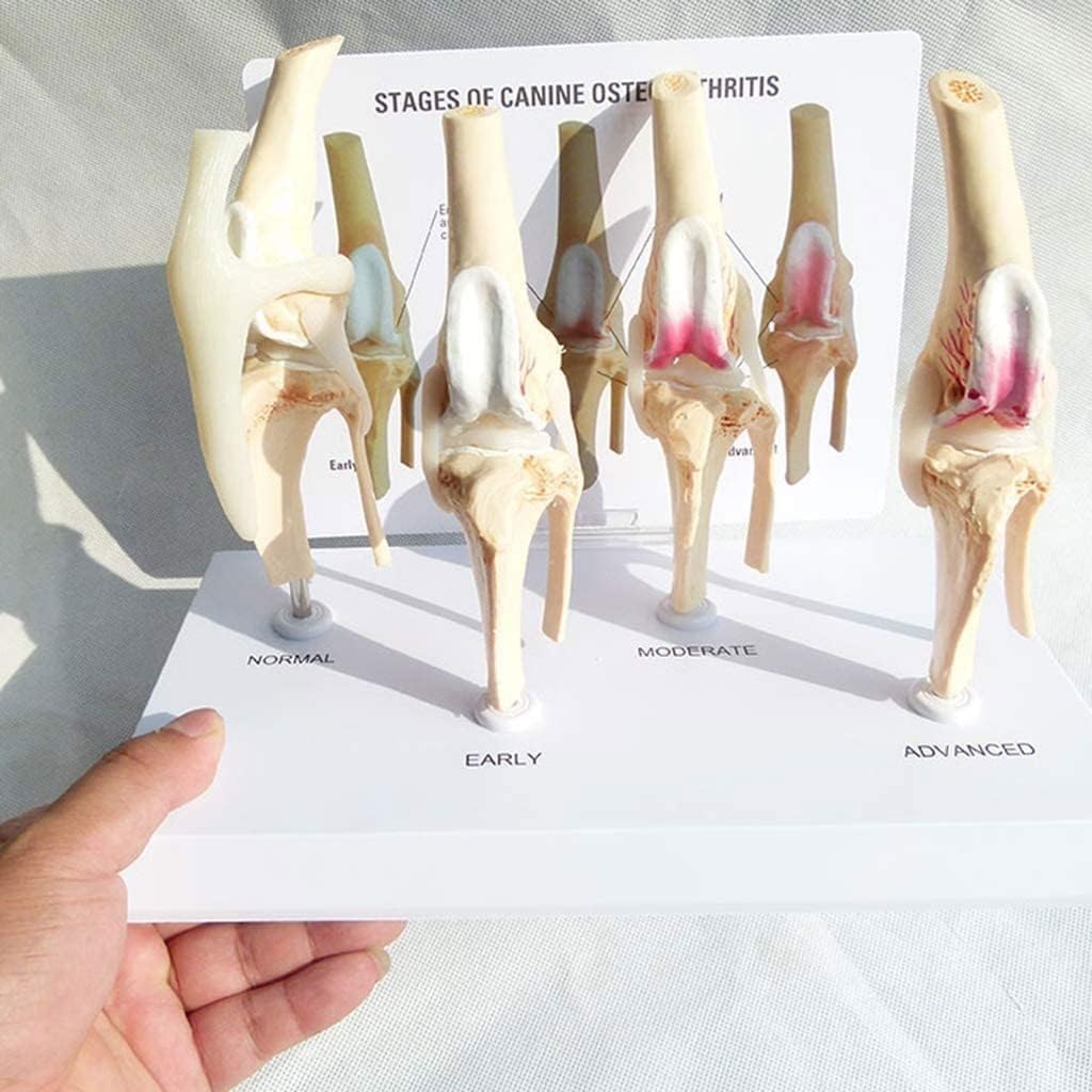 COYEUX Dog Four-stage Knee Joint Arthritis Anatomical Model, Detachable Dog Stifle Joint Anatomy Specimen For Classroom Training, Pet Clinic Consultation