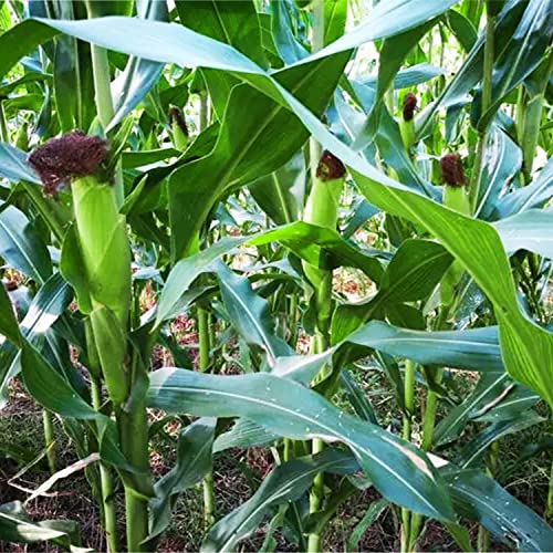 200 Pcs "Peaches And Cream" Bi-Color Sweet Corn Seeds, Non Gmo & Heirloom Seeds, Peaches & Cream Zea Mays Seeds #TOP4