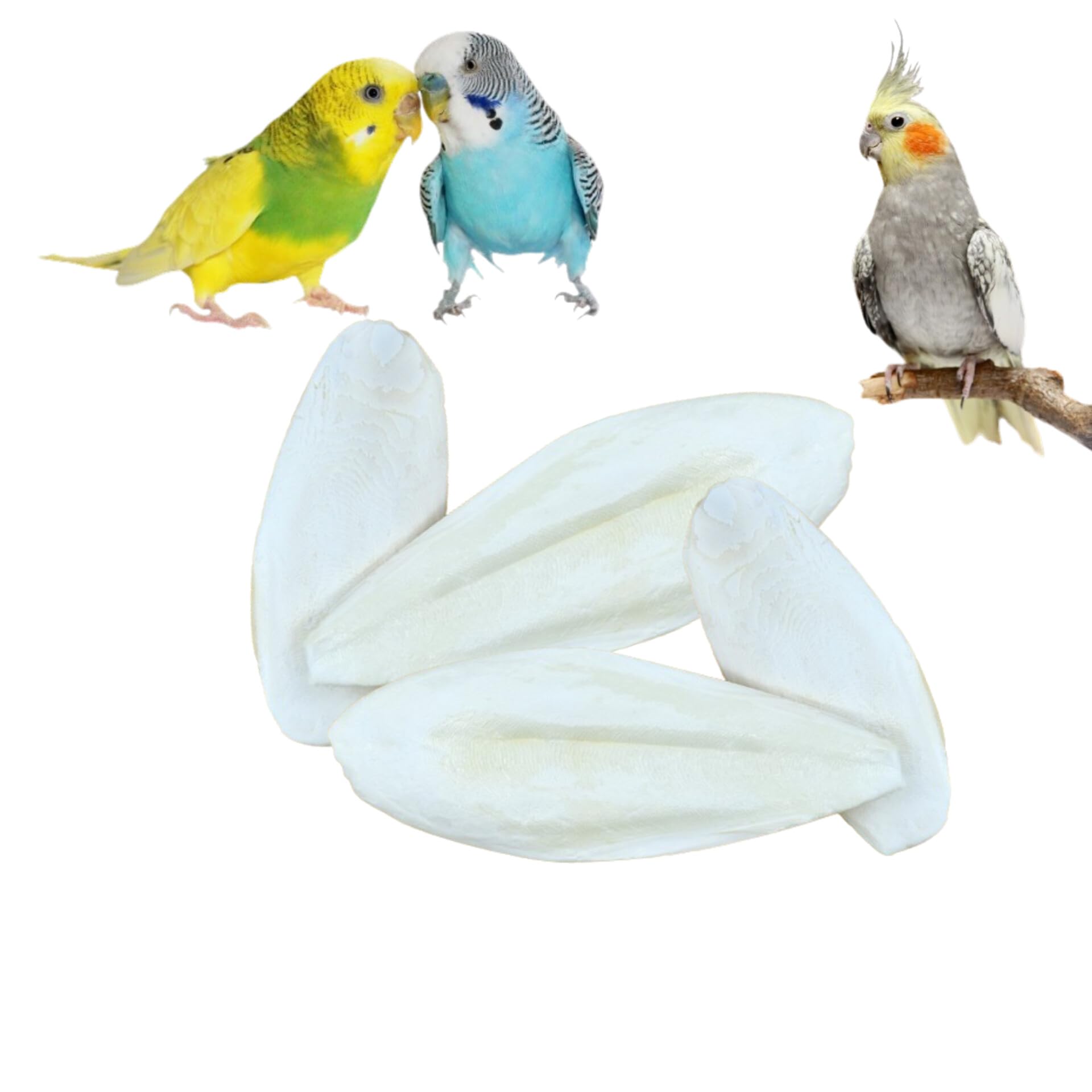 Cuttlefish Bone for Birds 100gm | High Calcium for All Varieties of Birds (100 gram) (B0D2KFJCH9) Amazon Price History, Amazon Price Tracker