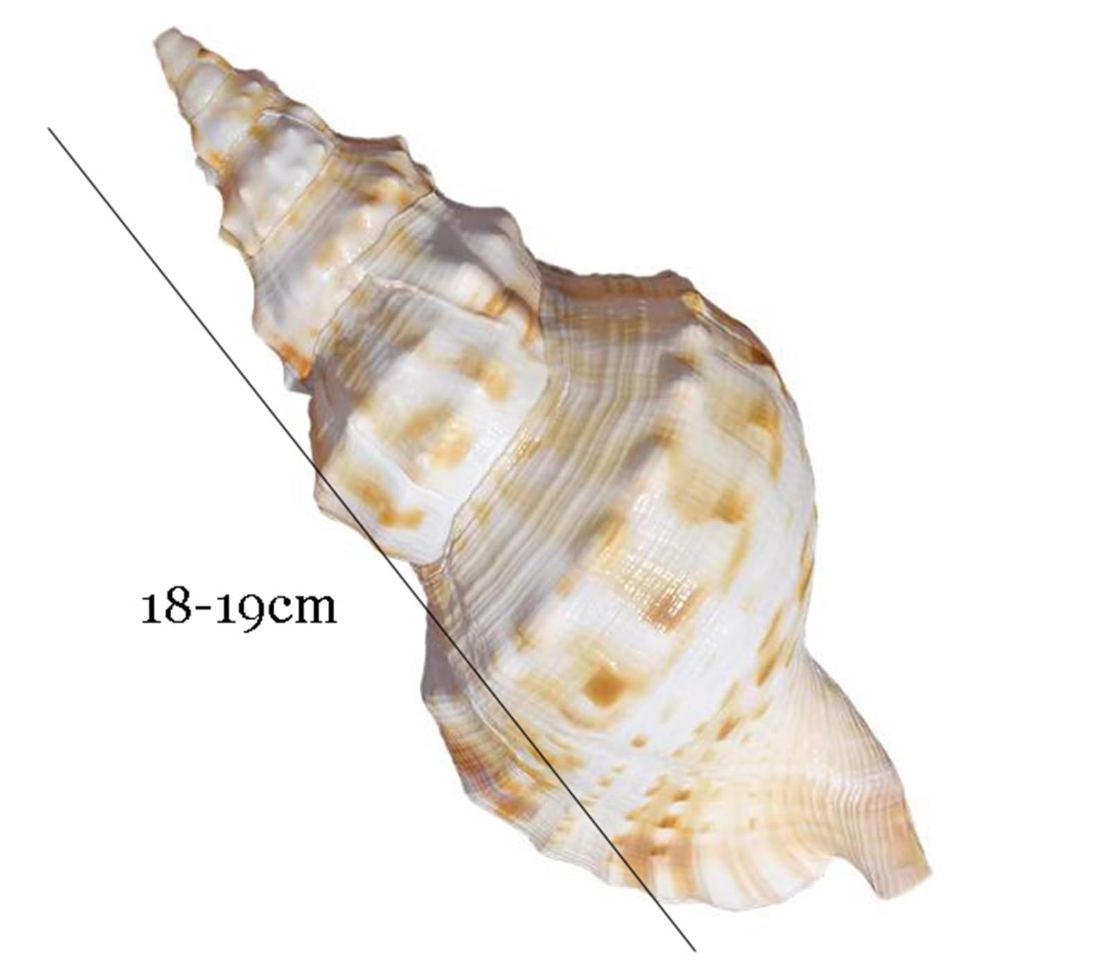 Grande conchiglia decorativa per la casa, decorazione per acquario, collezionista fai da te per vasi, accessorio a tema spiaggia per matrimoni