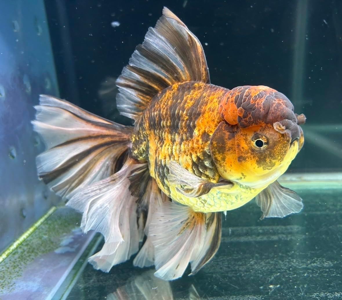 名古屋港水族館 シャチ くじ 2等 白 アルビノ Amazon.co.jp