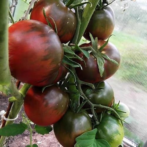Miniatura 4 de 50+ Semillas Prince Tomato - Negro Vegetal