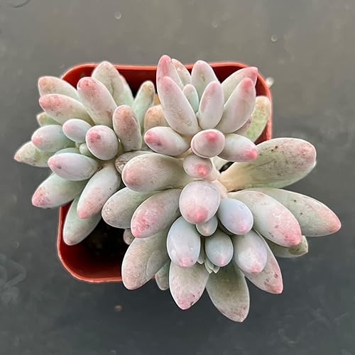Miniatura 2 de Sprout N Green Pachyphytum 'Machucae' dedo de bebé, 1 mini planta suculenta viva totalmente enraizada en maceta de 2 pulgadas, planta de casa real