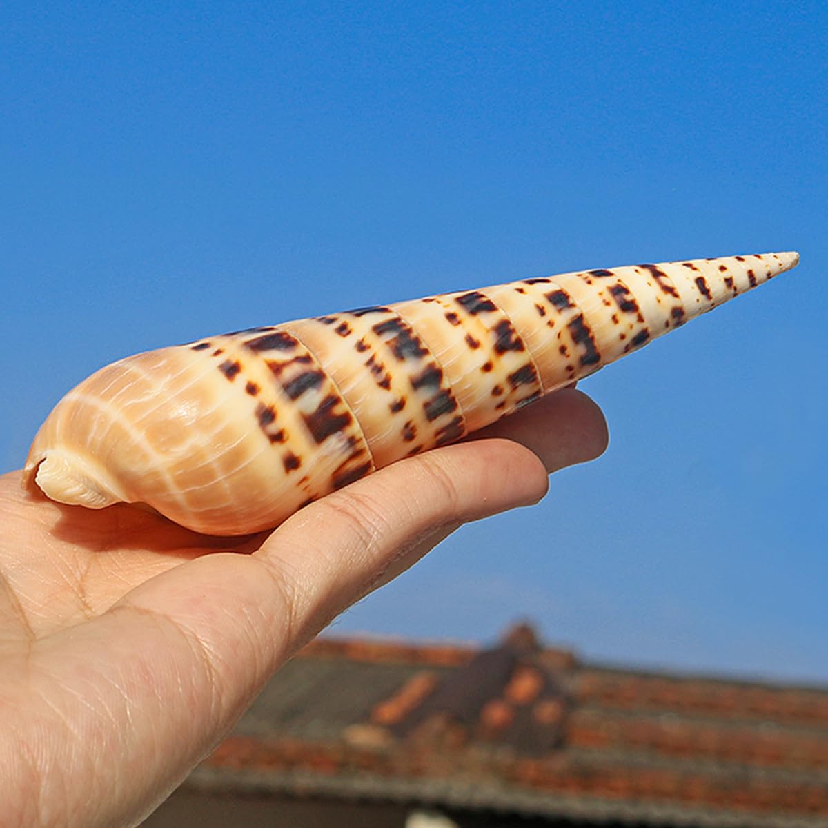 Coquillage, Coquillages rares Jaunes, conques océaniques de 10 à 12 cm, Parfaits