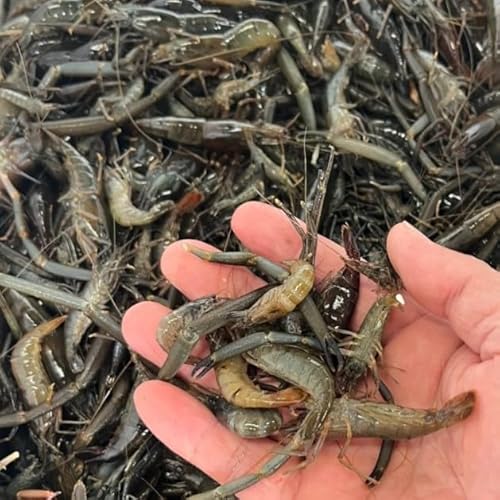 eiKGr VR Ⓚ mY l璼 FaC̍K≮ (1kg)