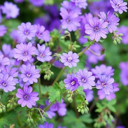 Amazon Co Jp 耐寒性 宿根草 ゲラニウム フウロソウ ビルウォーリス 2株セット イングリッシュガーデン グランドカバー Diy 工具 ガーデン