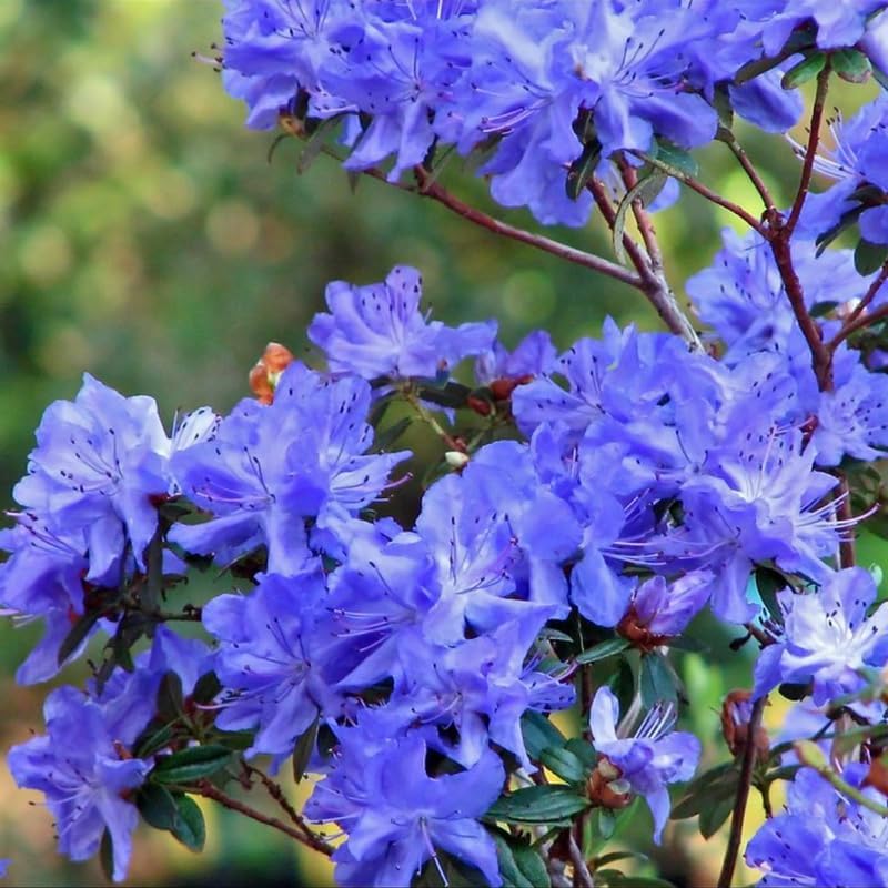 1-2Yrs Old Rhododendron Plants Live in Pot, Rhododendron Azale Bush Shrub Tree Plant, Blue Bronze