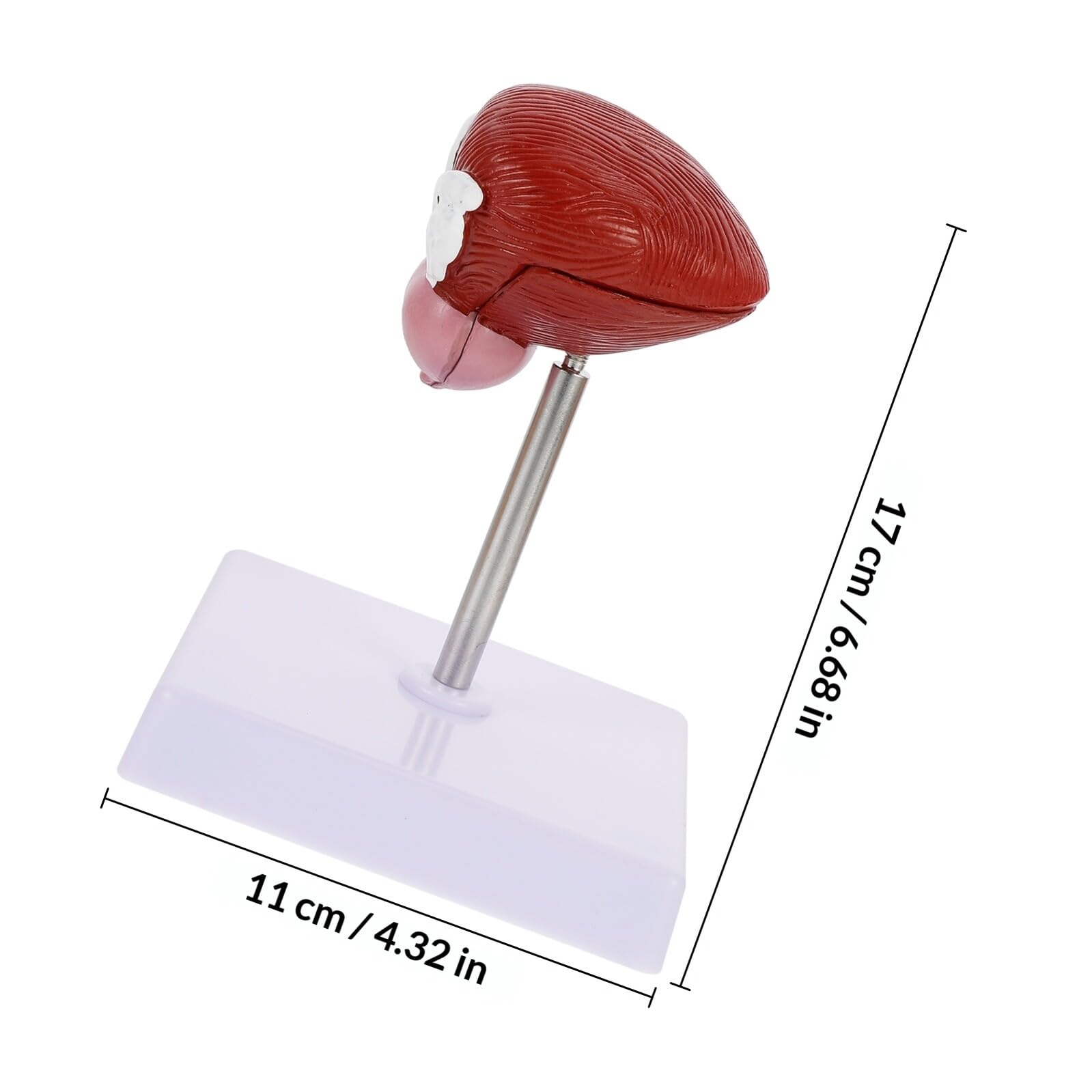 NUOBESTY Modèle Anatomique de Vessie Enseignement Portable Matériel Sûr pour Cours de Physiologie Humaine