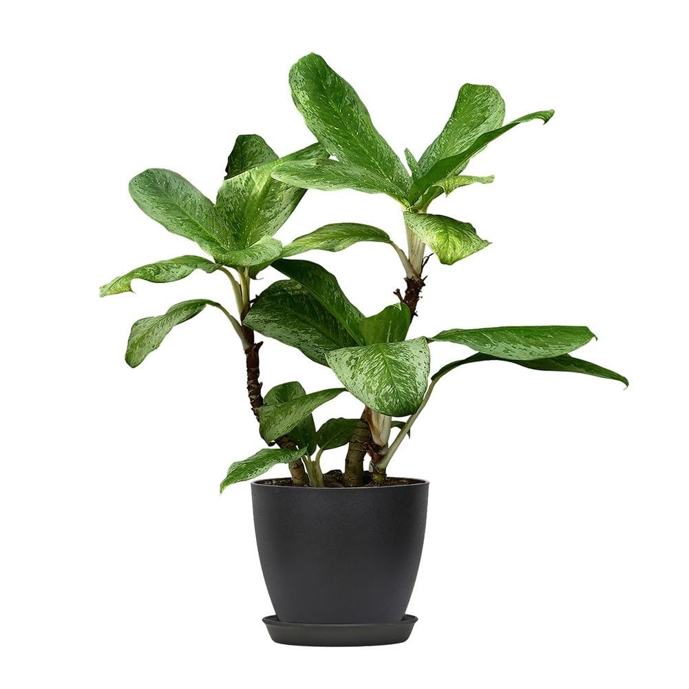 Lot de 10 pots de fleurs en plastique avec soucoupes - 180 x 165 mm - Moderne - Mat - Pour intérieur et extérieur - Décoration de jardin - Noir