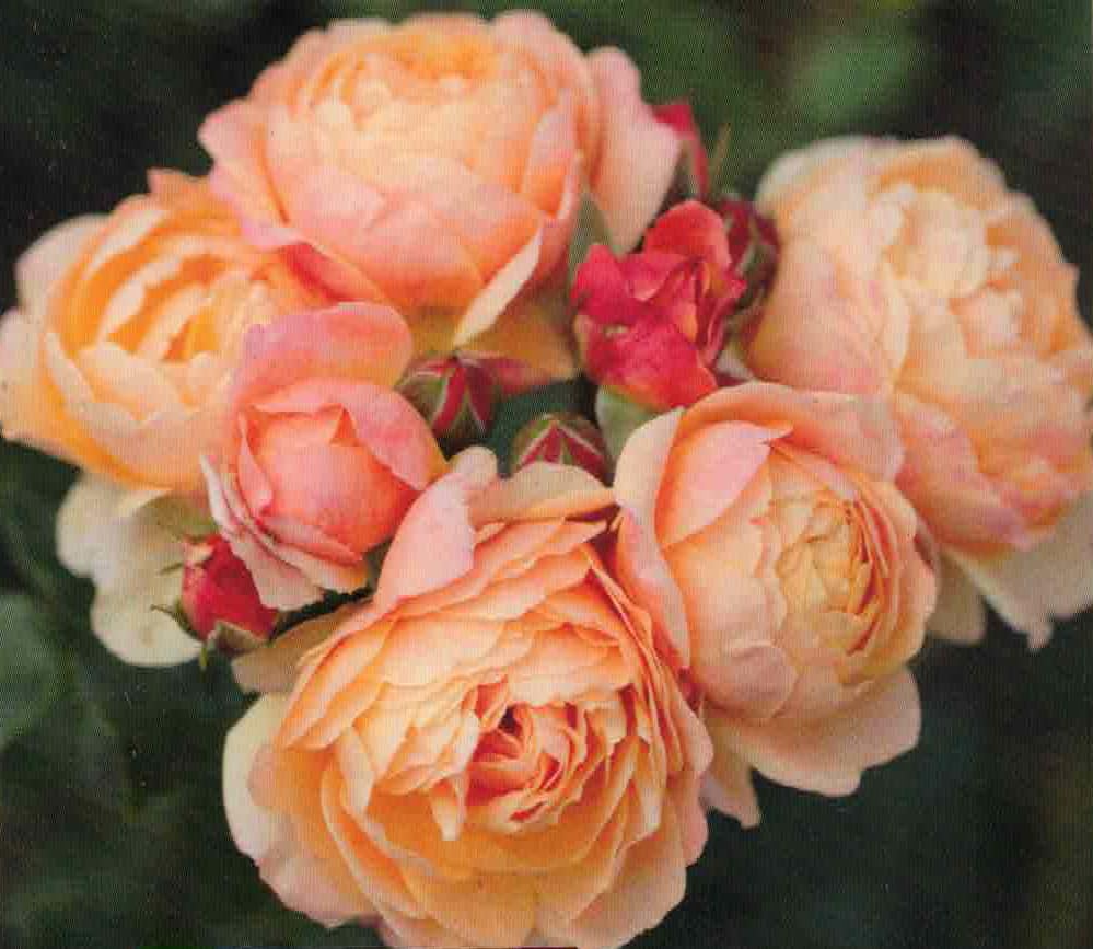 Beetrose Creme Brülee ® - apricot-orange - Tantau Rose - Duft ++ - Floribundarose