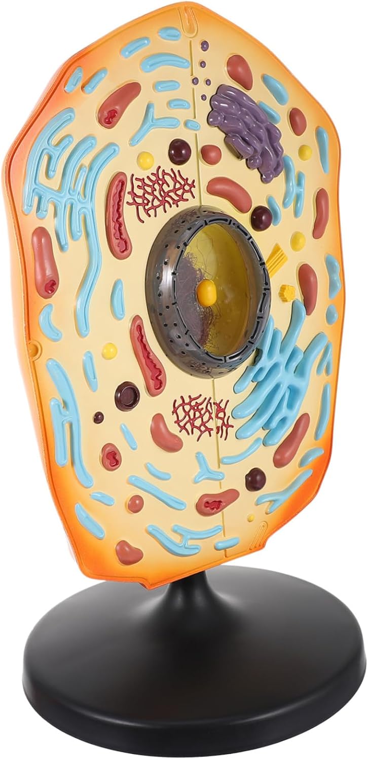 UPKOCH Animal Cell Anatomical Model for Biology Teaching Realistic Display Model with Detailed Features for Classroom Learning Educational Tool for Middle School and College