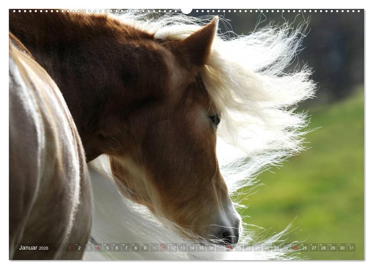 Haflinger Schönheiten (hochwertiger Premium Wandkalender 2026 DIN A2 quer), Kunstdruck in Hochglanz: Mit Haflinger-Pferden durchs Jahr (CALVENDO Tiere)