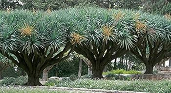 最終値下げ ④【希少】ドラセナ ドラコ/Dracaena draco※本物 観葉植物 種子 種 Dracaena Dracoドラセナ ドラコ 長寿の木 竜血