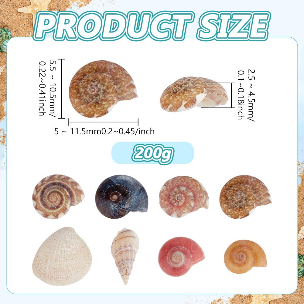 Amazon.com: PH PandaHall Tiny Sea Shells, 190g Colorful Spiral