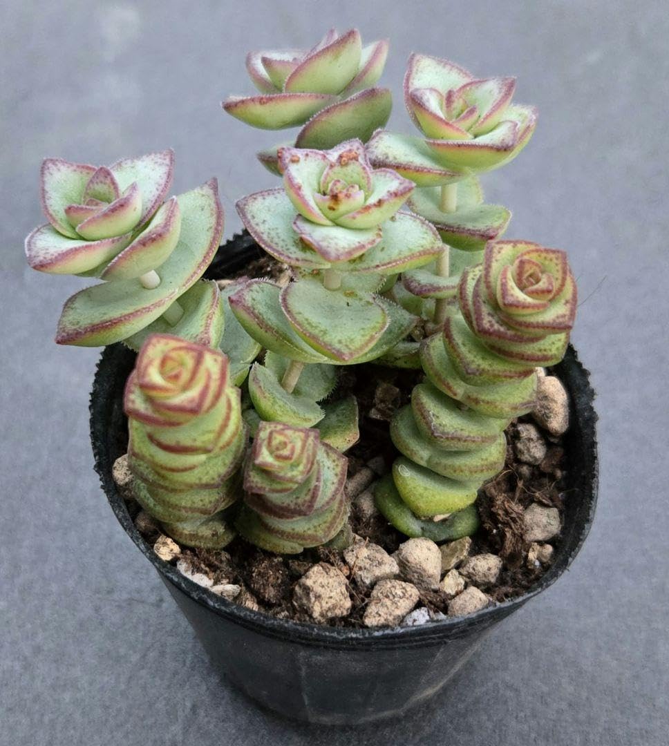 多肉植物 久米の舞♡抜き苗(^○^)