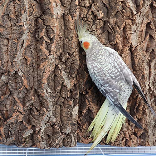 Image of 2 Pack 12 x 8 Inch 100% Natural Cork Perch, Bird Cork Seat Boards, Birdcage Bark Decor Accessories for Birds Parakeets Budgie Parrot Cockatiel Hamster Guinea Pig Rat