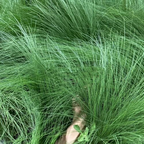 Semillas resistentes de hierba de plumas, Las plantas perennes son plantas perennes resistentes. Stipa tenuissima, decoración de jardín para exterior Plantas resistentes al exterior. 20pcs