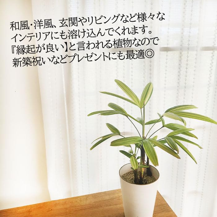 Amazon｜観葉植物 斑入り 観音竹 綾錦 カンノンチク 4号鉢 観葉植物