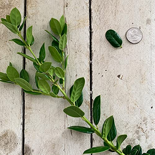 Dwarf Burford Holly (2.5 Quart) Compact Evergreen Shrub With Glossy Green Foliage - Full Sun Live Outdoor Plant… #TOP3