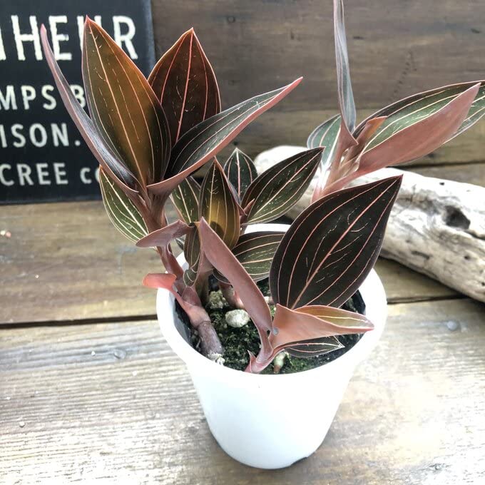 Amazon｜ルディシア ディスカラー キラキラ光る葉脈 ジュエル