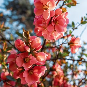 Quince Flowering Plant, Quince Flower Shrub Outdoor Planting, 5 to 7 Inch Tall Peach