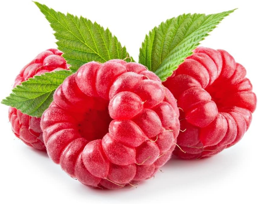 Fruit Plants, Multi-Pack, Raspberry and Gooseberry and Blueberry, 3 x Varieties, 3 x Full Plants in 2 Litre Pots, Garden Ready and Ready to Plant, Premium Quality Fruit