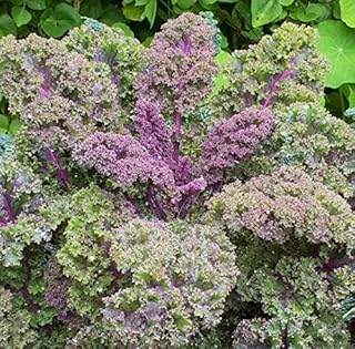 TomorrowSeeds - Red Russian Kale Seeds - 200+ Count Packet - Siberian Buda Rouge Purple Vein Collard Green Leaf Spinach Le...