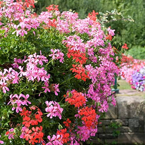 Bloomique - 6er-Mix - Pelargonium Peltatum - Hängende Geranien - Geranienpflanzen - Gartenpflanzen - Höhe 15-20 cm - Topf 10 5 cm