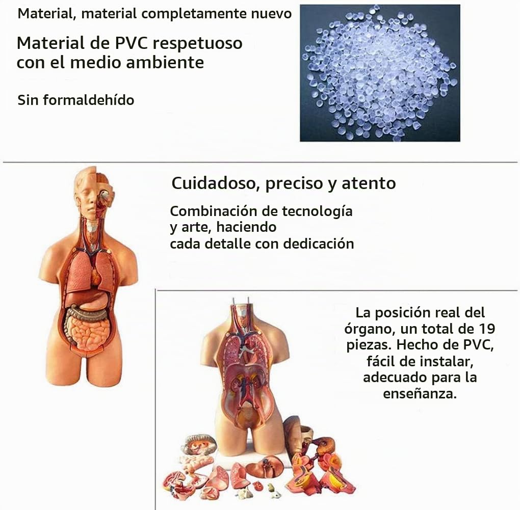 55 Cm Torso Modelo De Ensamblaje Órganos Internos Anatómico Modelo Anatómico del Cuerpo Humano Torso Cuerpo Humano Anatomía del Tórax para La Educación Enseñanza