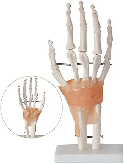 Study Model Anatomical Human Hand Joint with Ligaments - 1:1 Life Size Human Hand Joint Skeleton Model On Base for Educational Tool Lab Supplies Lab Ornament Medical Educational Training Aid SaiFei