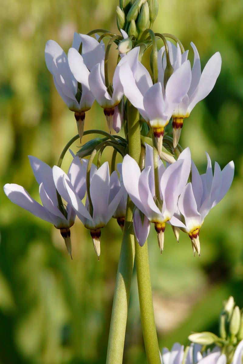 Amazon.com : Midland Shooting Star Flower Seeds for Planting, 500+ Flower  Seeds Per Packet, (Isla's Garden Seeds), Non GMO & Heirloom Seeds,  Scientific Name: Dodecatheon meadia, Great Home Garden Gift : Patio,