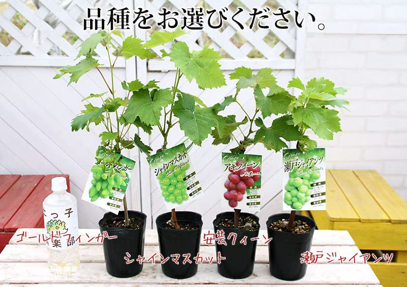 実付き苗 育成苗販売 ブドウ苗 シャインマスカット苗 早い者勝ち！‼️ 実付き苗 育成苗販売 ブドウ苗 シャインマスカット苗 早い者勝ち
