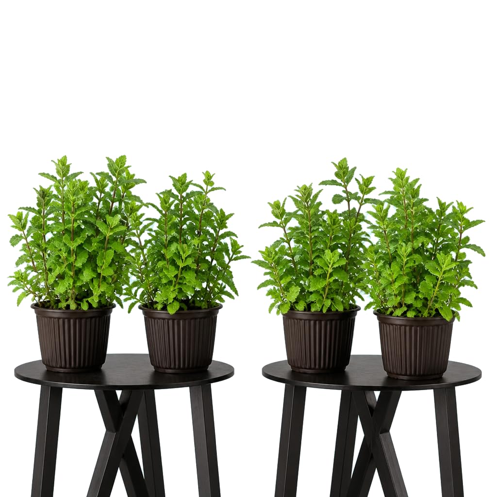 Mentha Spicata Yerbabuena - Pack de 4 Flores - 25-30 cm de Altura - para Decoración Verde - DECOALIVE