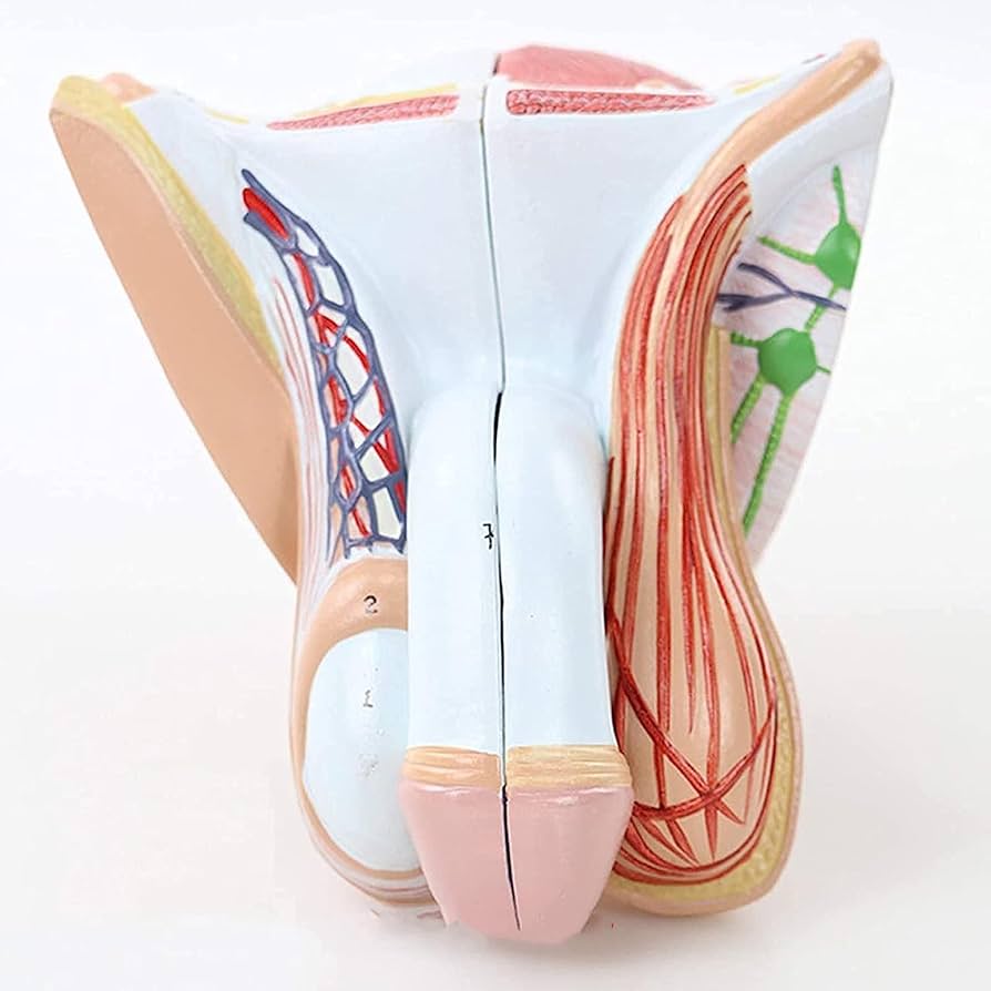Modello Anatomico Sistema Riproduttivo Maschile 1:2 - 25 Parti Rimovibili, PVC, Per Studio E Insegnamento - Foto 6