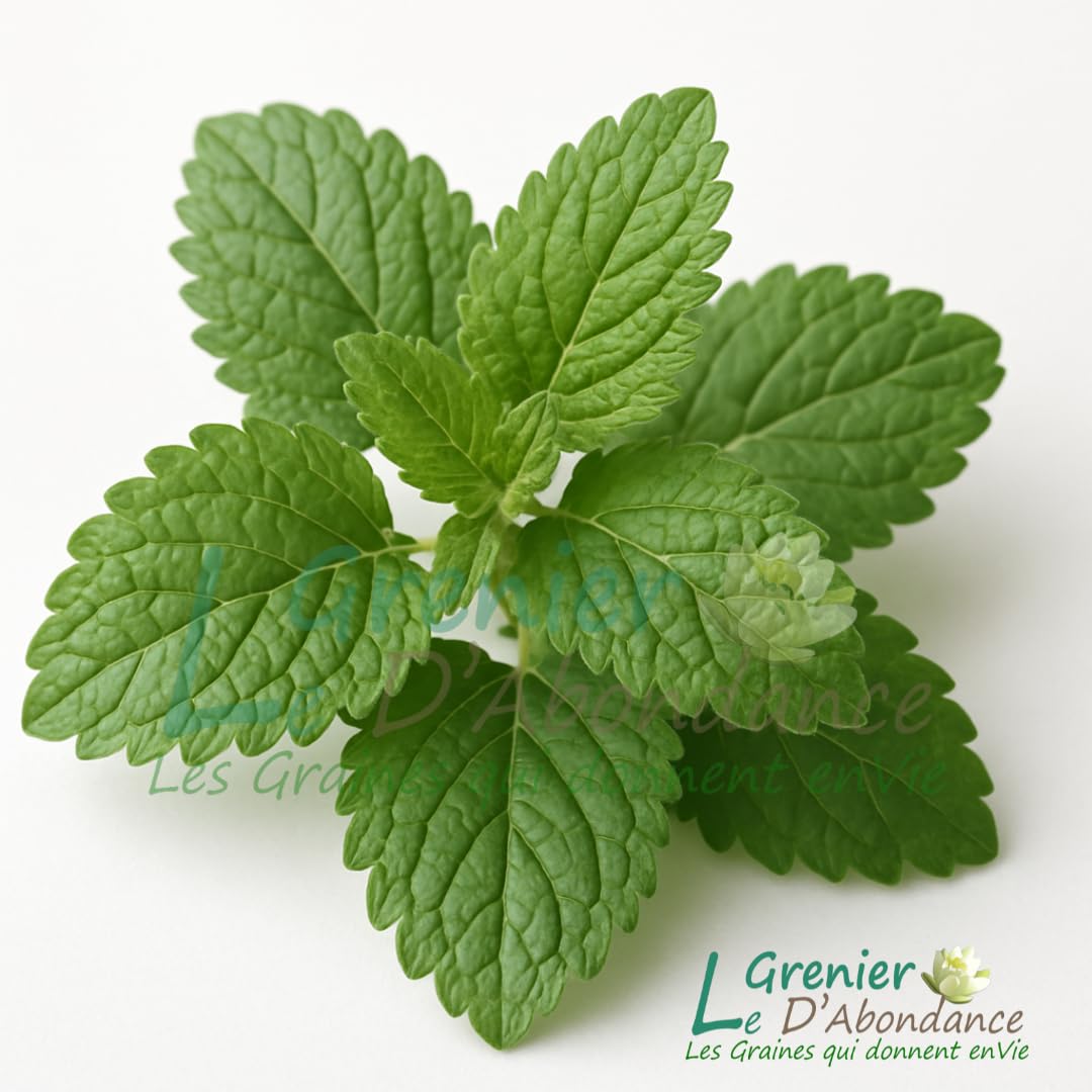 Graines De Mélisse Citronnelle (Melissa Officinalis) - Sachet De 50 Graines à Semer