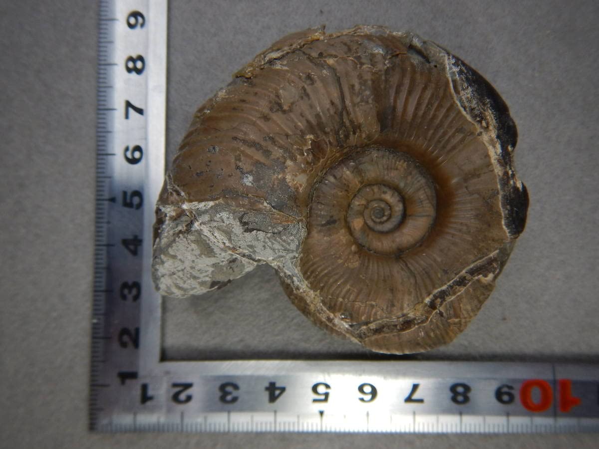 ○北海道の化石 ユウバリセラス、貴重なアンモナイト