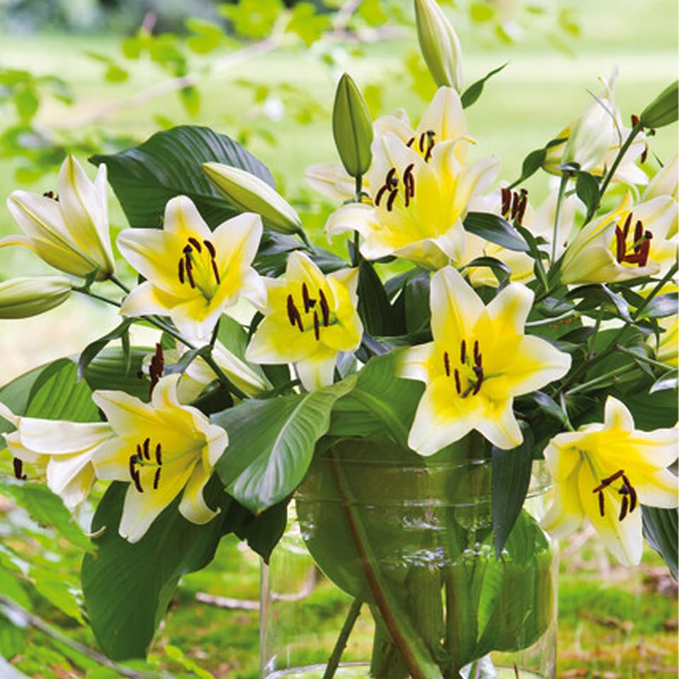 ＮＡＯ　ユリ球根　15球 NAO ユリ球根 15球 ユリ 種 球根」の人気商品一覧 | 安い商品を