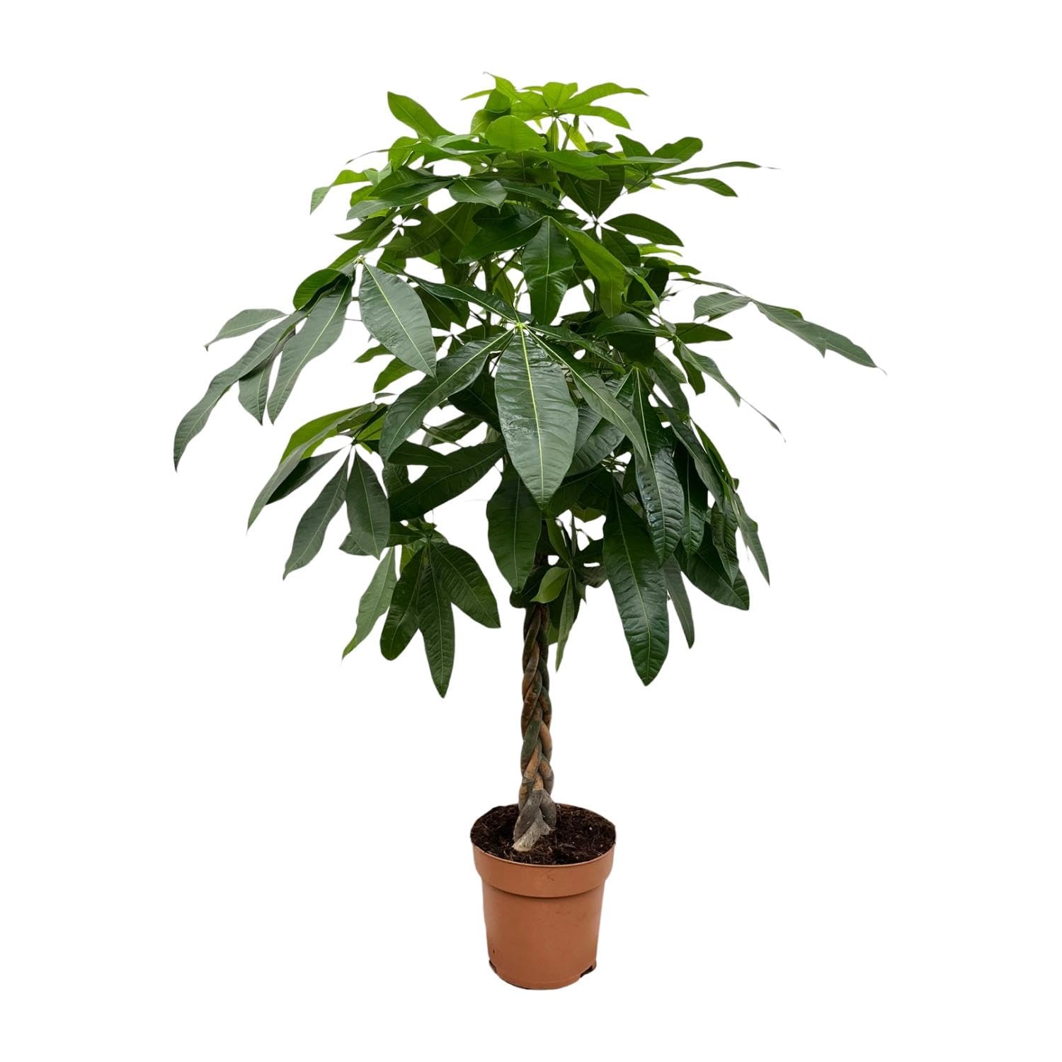 Pachira Aquatica roślina pokojowa z pniem, do biura, zielona, 170 cm, Ø 27 cm